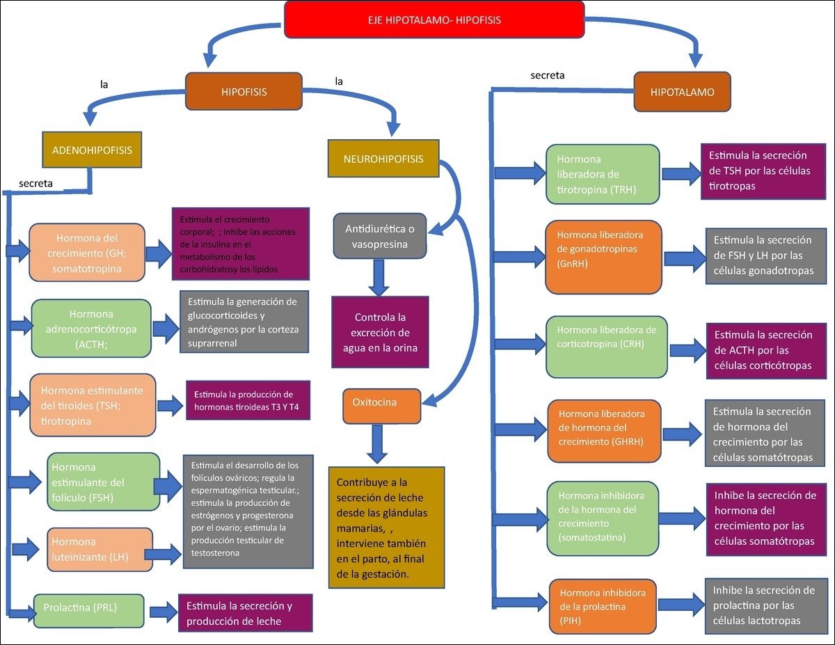 Mapa mental do Eixo Hipotálamo Hipófise, ramificando-se para Hormônios Secretados pela Adenohipófise e Neurohipófise