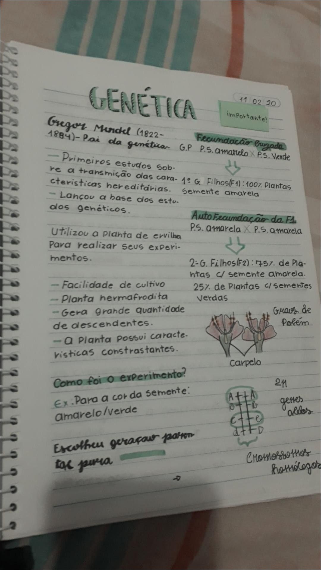 Mapa mental com Genética no centro, ramificando-se para Gregor Mendel e Estudos Genéticos