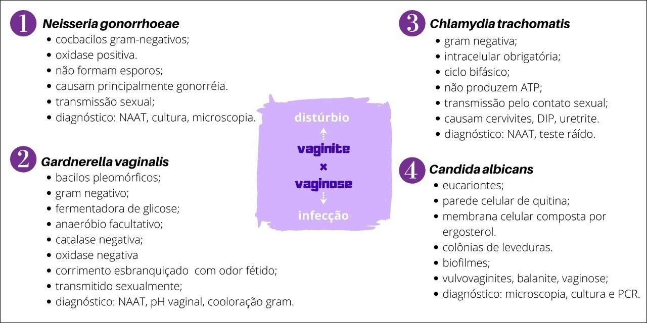 Mapa mental com Neisseria gonorrhoeae no centro, ramificando-se para Chlamydia trachomatis e cocbacilos gramnegativos