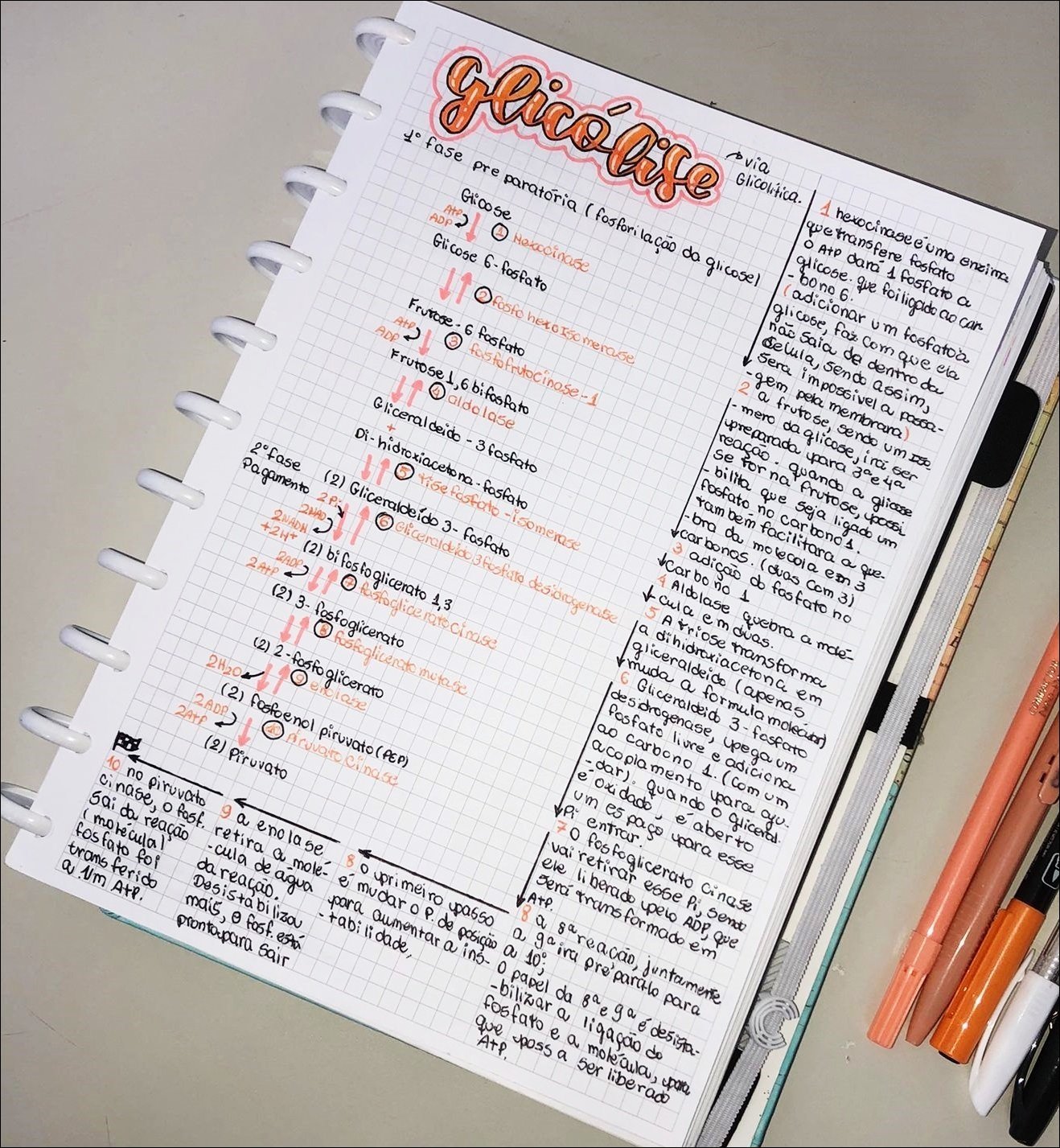 Glicólise: Processo de Transformação da Glicose