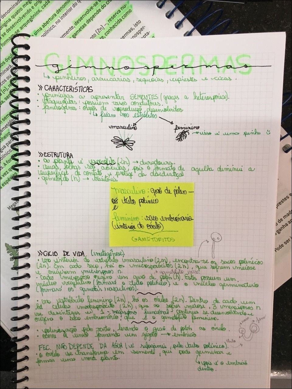 Gimnospermas e suas características