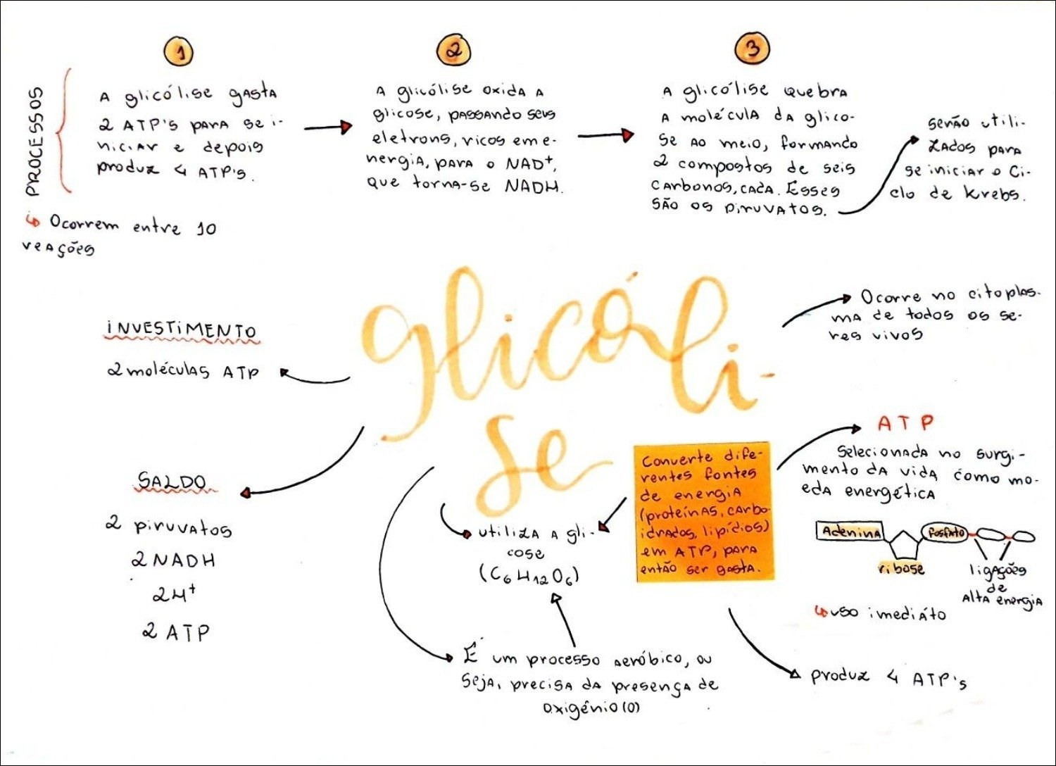 Glicólise: Processo de Produção de Energia