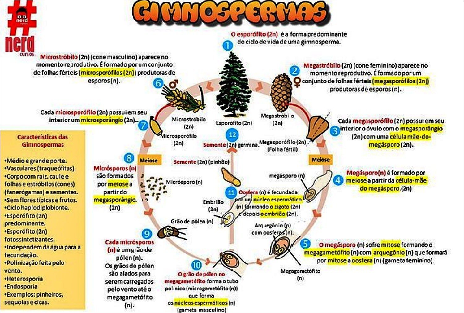 Mapa mental com GIMMOSPERMAS no centro, ramificando-se para o esporófito 2n e nerd