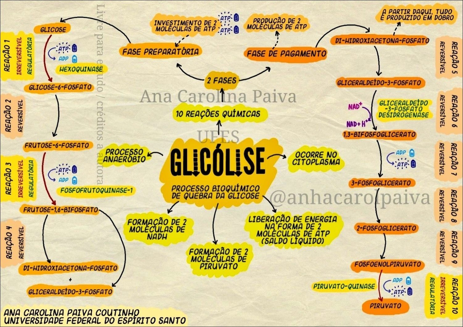 Glicólise e produção de ATP