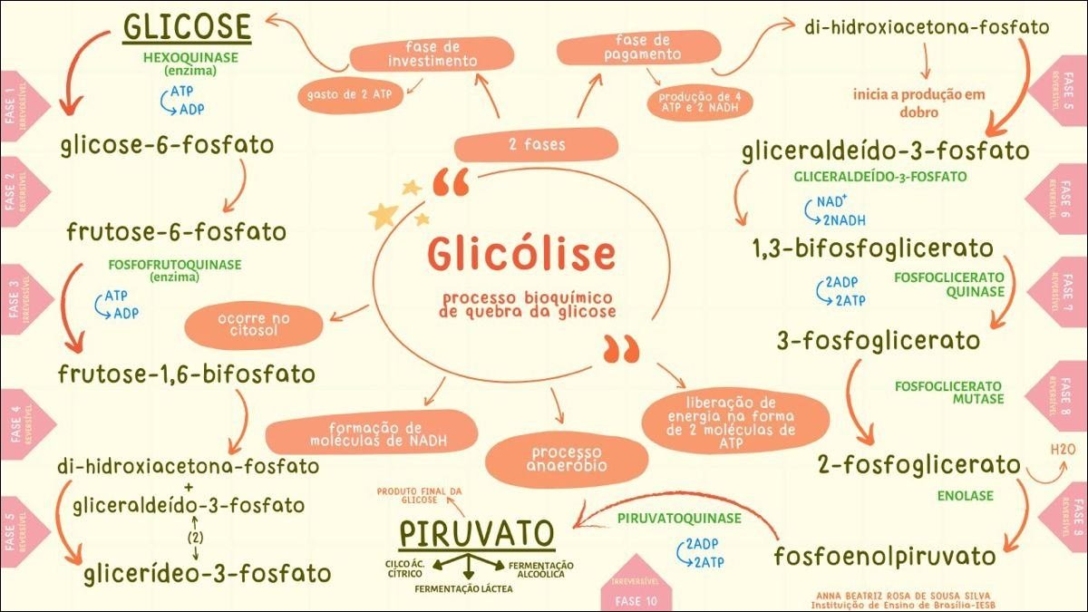 Glicólise e suas fases