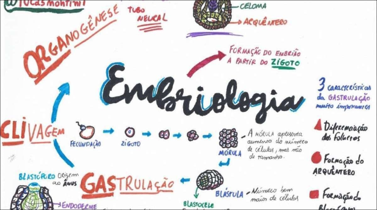 Mapa mental com Embriologia no centro, ramificando-se para Celoma e Tubo