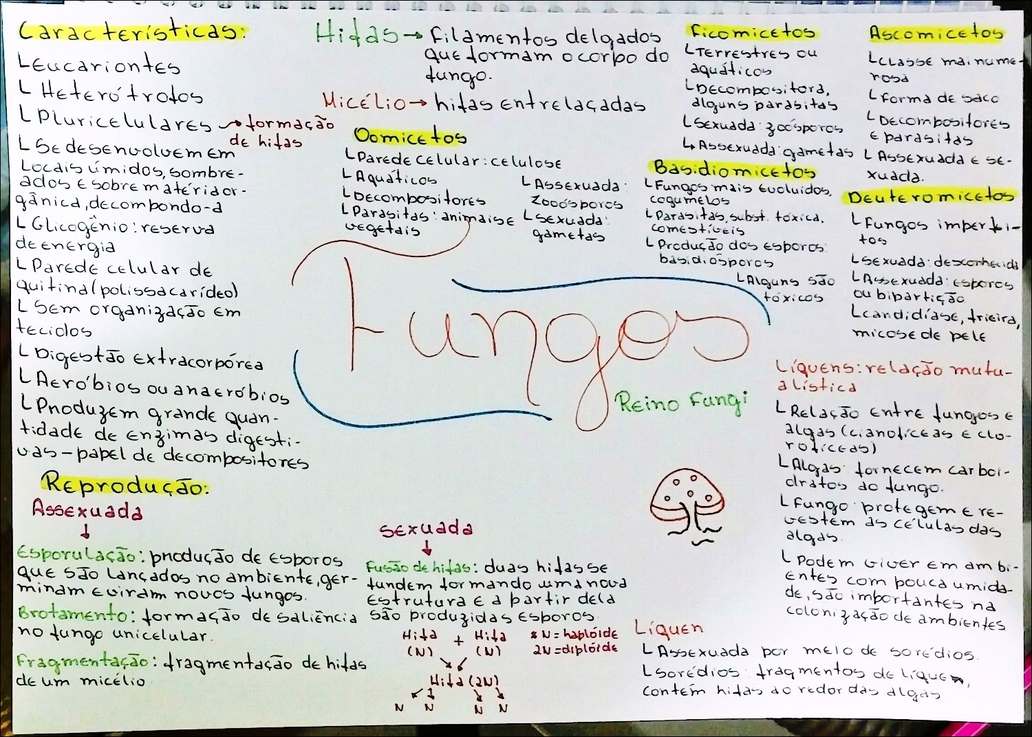 Mapas Mentais Sobre FUNGOS Study Maps