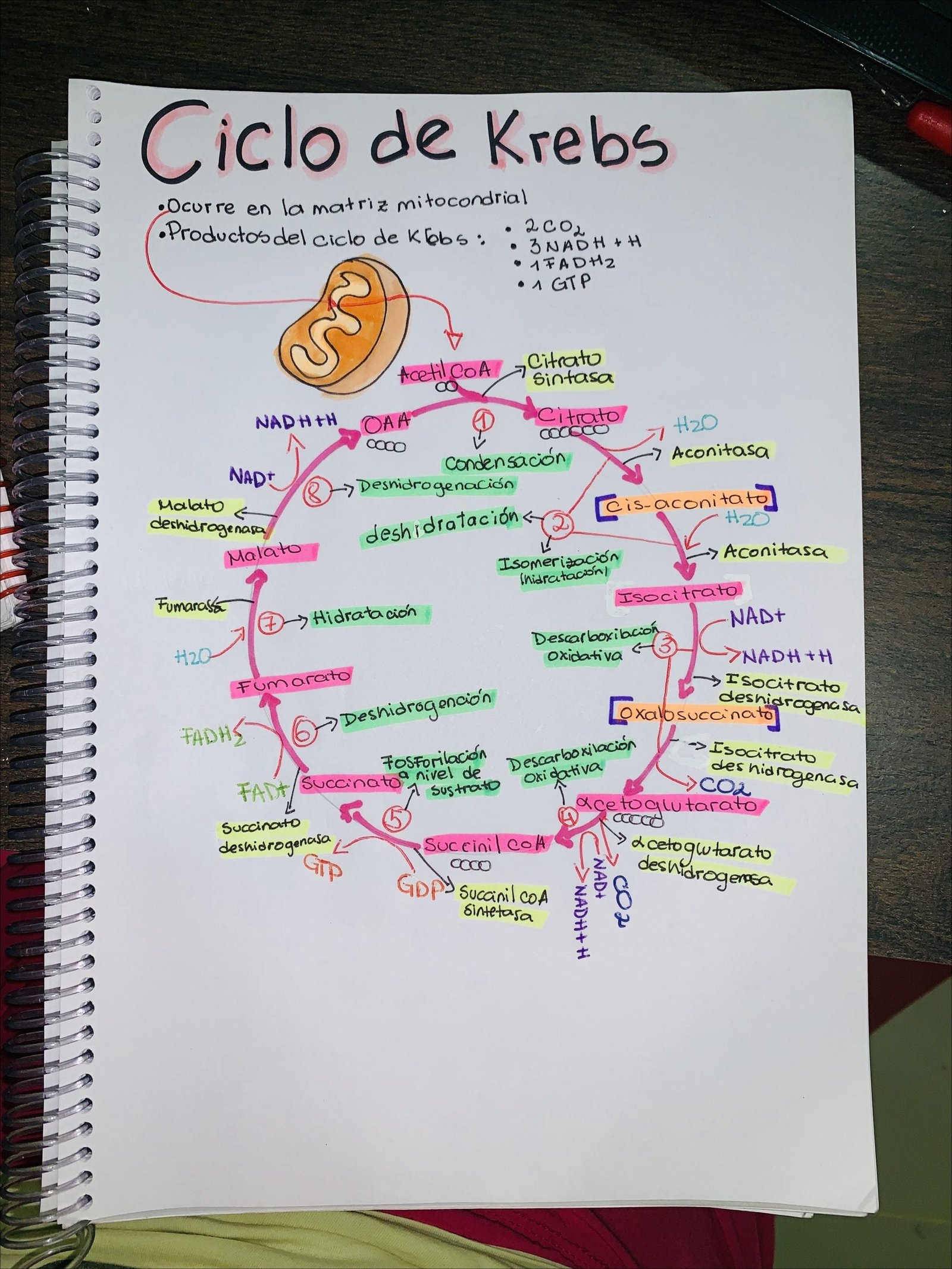Ciclo de Krebs e fosforilação oxidativa