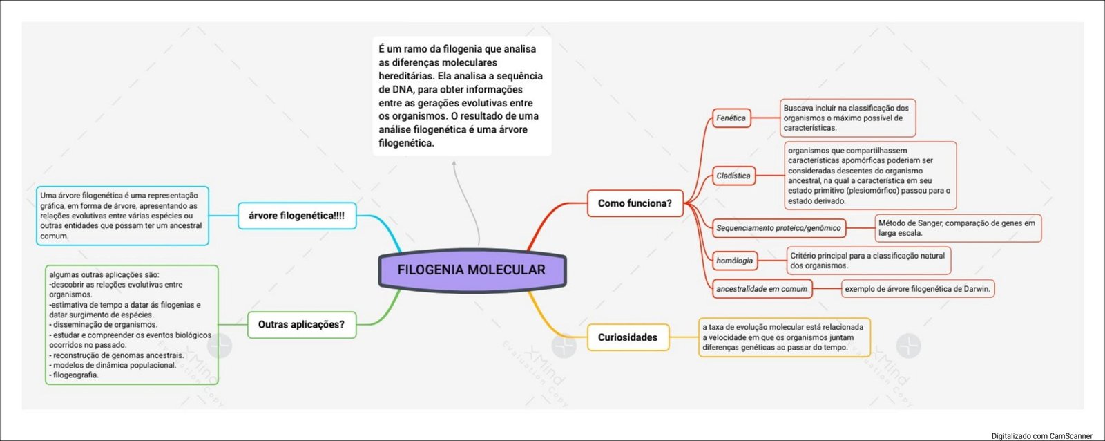 Mapa mental com Filogenia no centro, ramificando-se para Diferenças Moleculares e Hereditárias