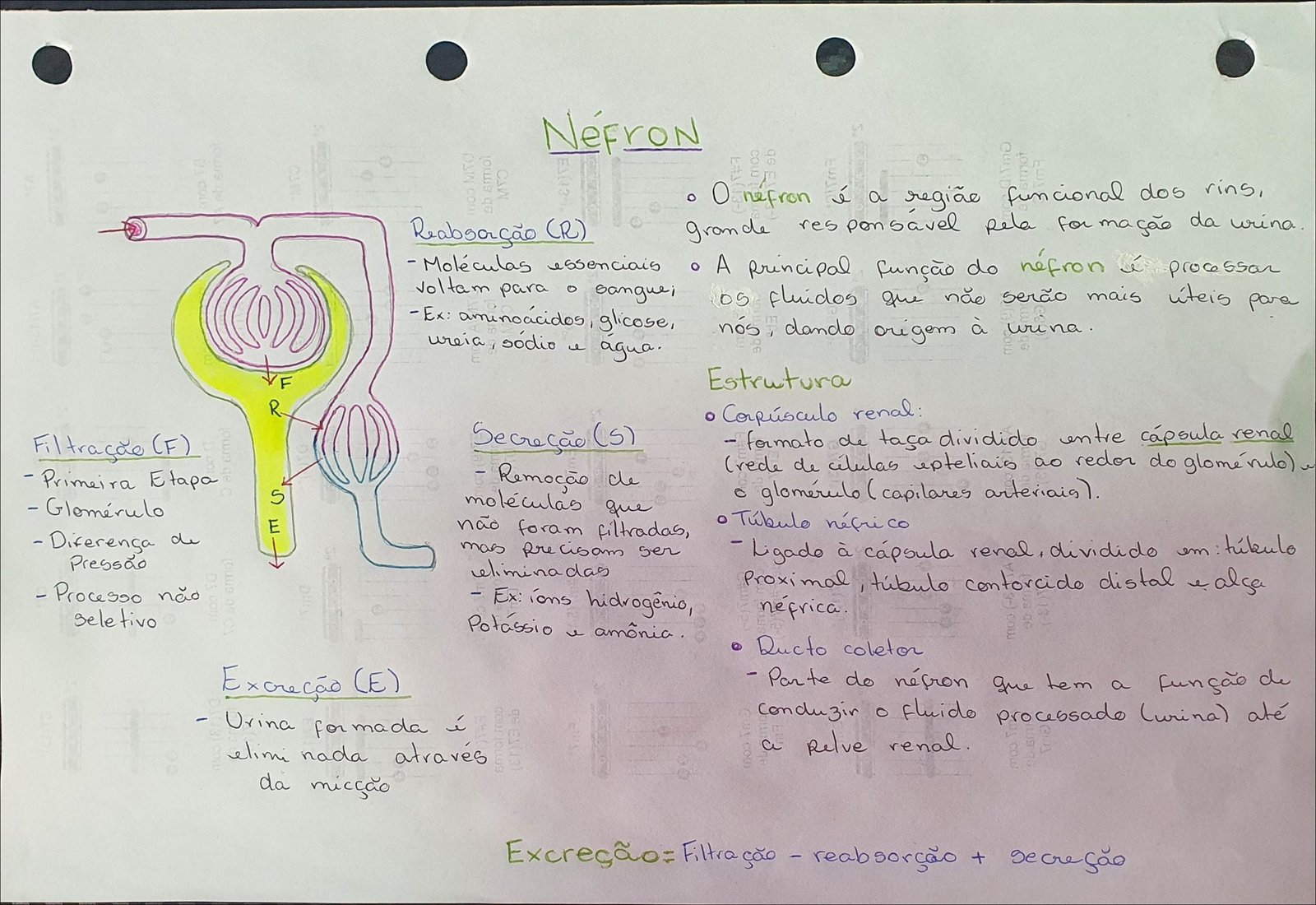 Mapa mental com NéfroN no centro, ramificando-se para CHAID e COLJJ