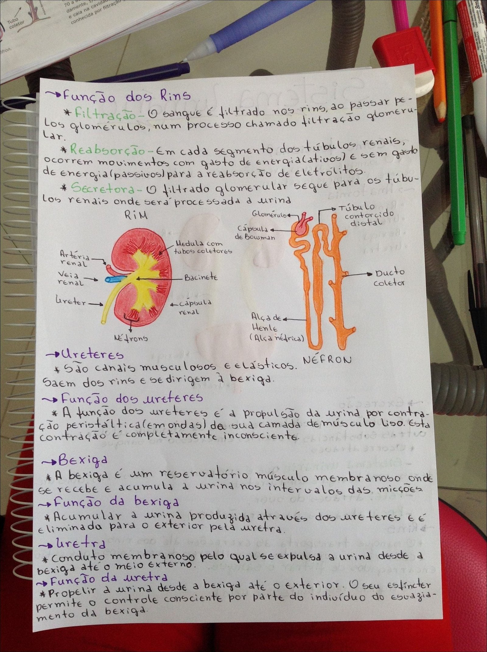 Mapa mental com Filtração no centro, ramificando-se para Reabsorção e Processo no ENEM dos rins
