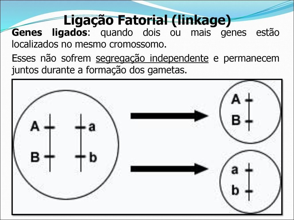 Mapa mental com Ligação Fatorial como palavra central, ramificando-se para Genes ligados e Segregação independente