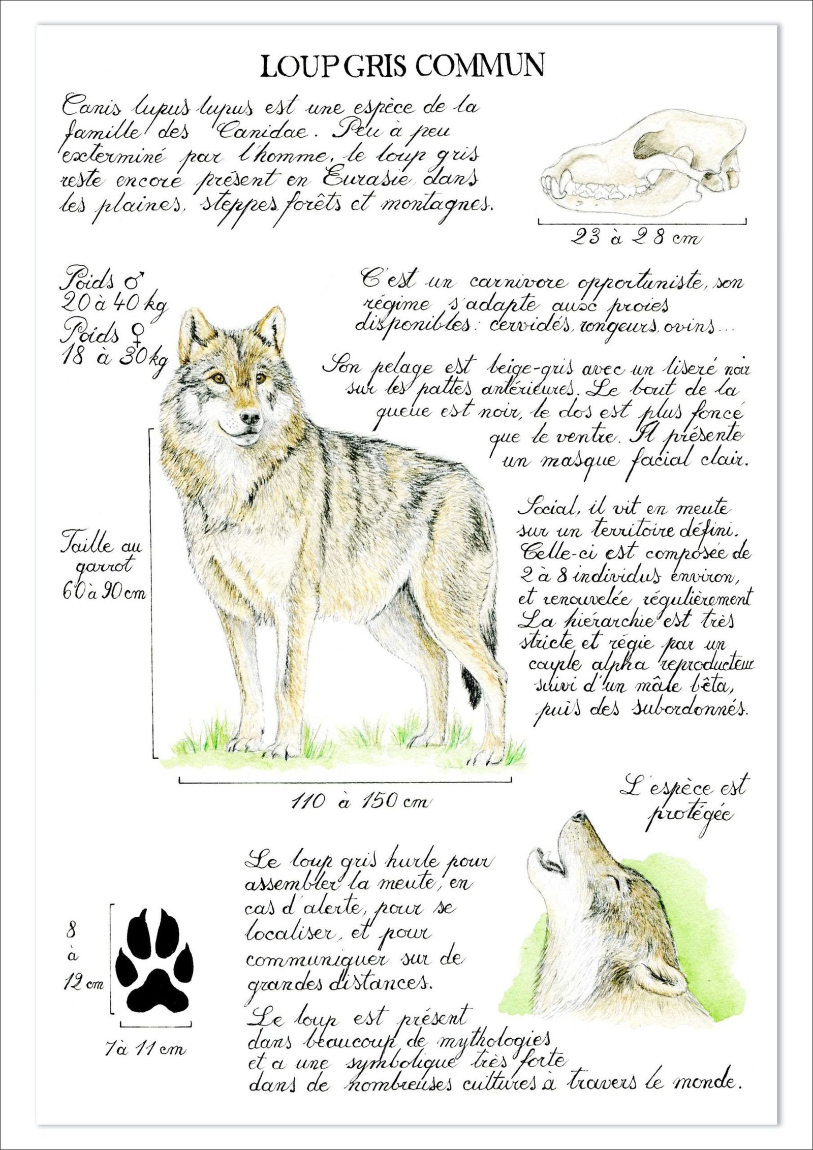 Mapa mental com LOUP GRIS COMMUN no centro, ramificando-se para Canis lupus lupus e Canidae est une Peu le espice a peu de gris la