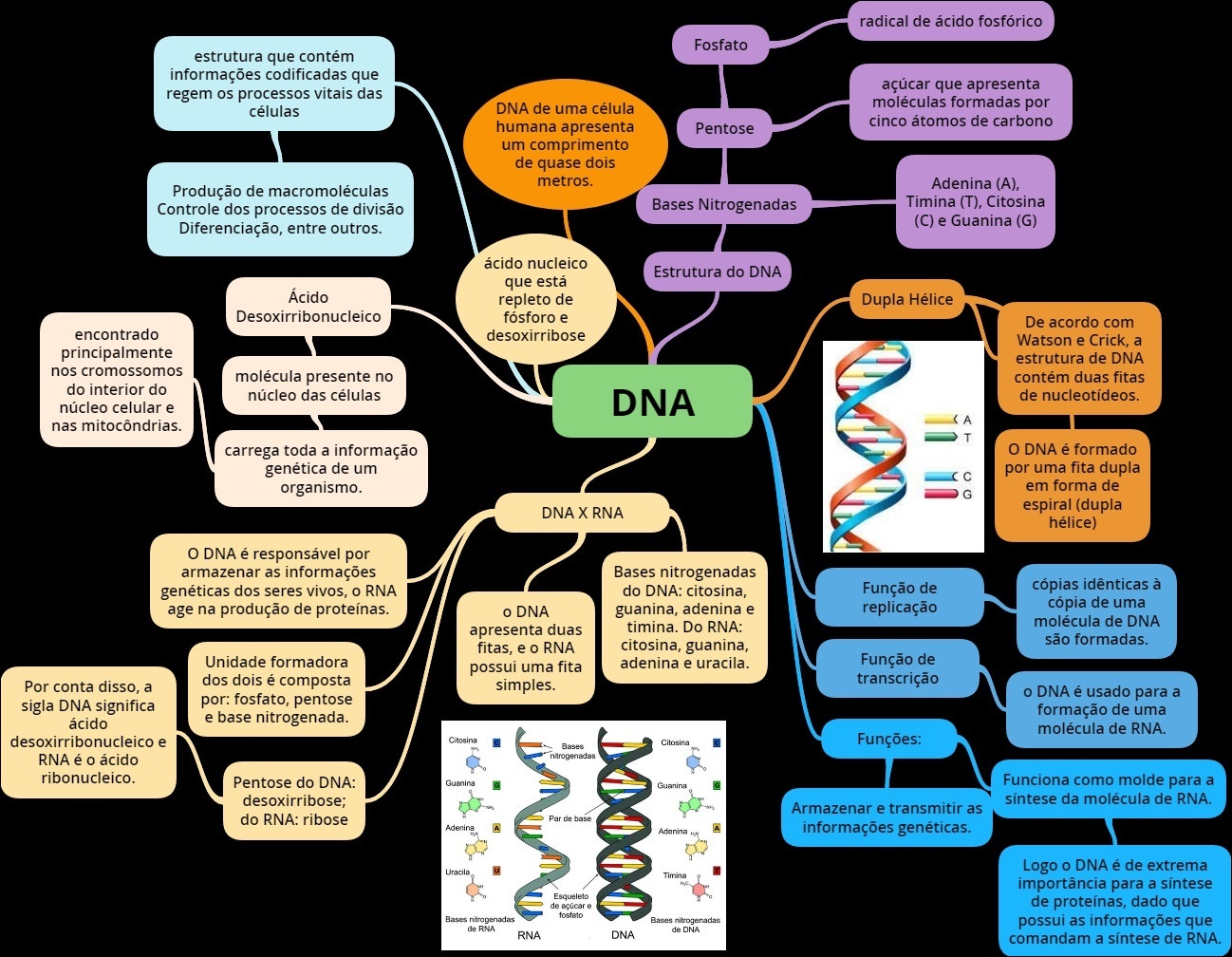 Mapas Mentais sobre DUPLICAÇÃO DO DNA - Study Maps  Duplicação do dna,  Replicação do dna, Transcrição e tradução