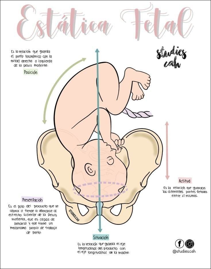 Mapa mental com Estática Fetal no centro, ramificando-se para ES la relación que guarda e el punto toconómico con la