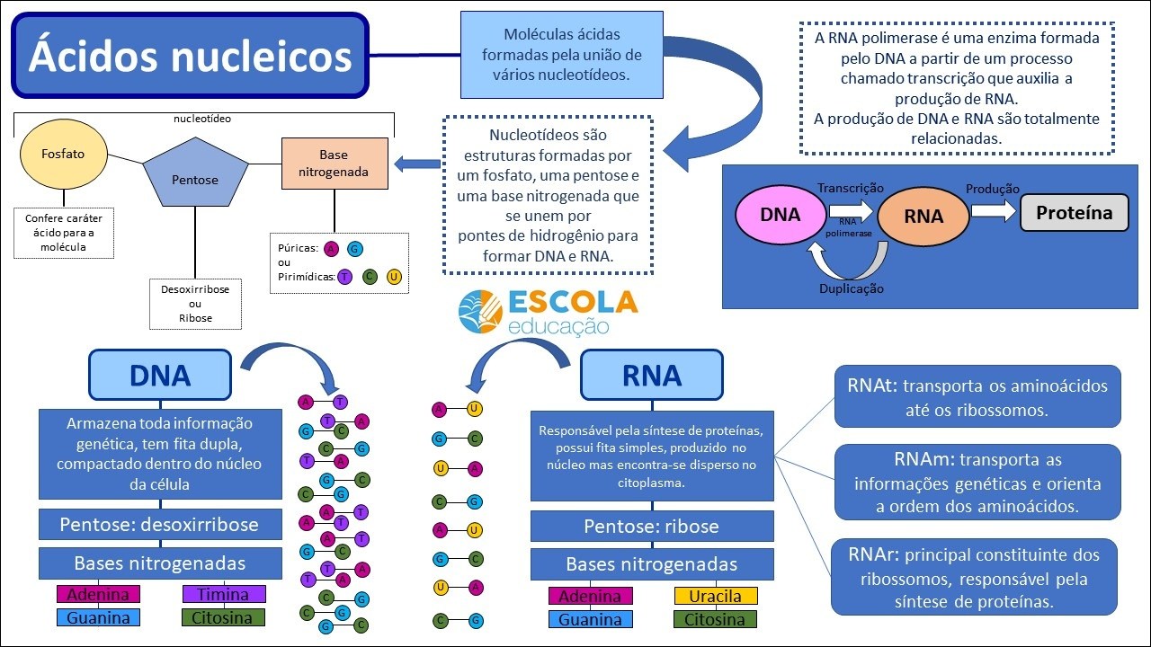 Mapas Mentais sobre DUPLICAÇÃO DO DNA - Study Maps  Duplicação do dna,  Replicação do dna, Transcrição e tradução