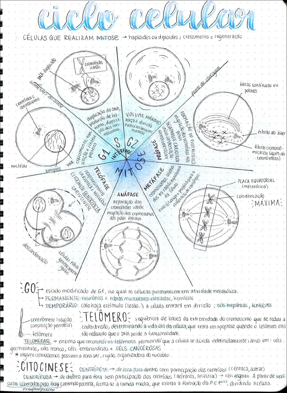 Mapa mental com ciclo celular no centro, ramificando-se para células que realizam mitose haploides ou diplóides crescimento e regeneração