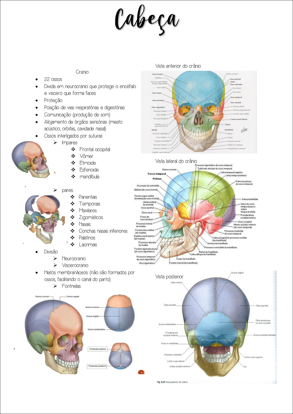 Maxilar (mandíbula) - função, partes, localização e ossos - Anatomia