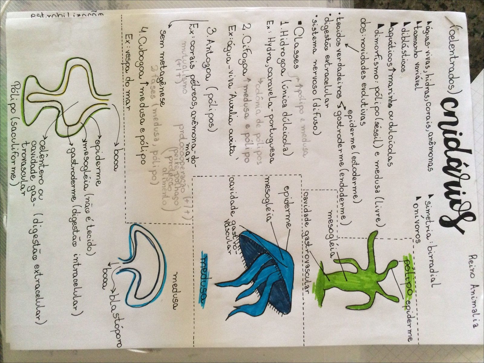 Mapa mental com a palavra Reino Animalia no centro, ramificando-se para celentrados e cridários