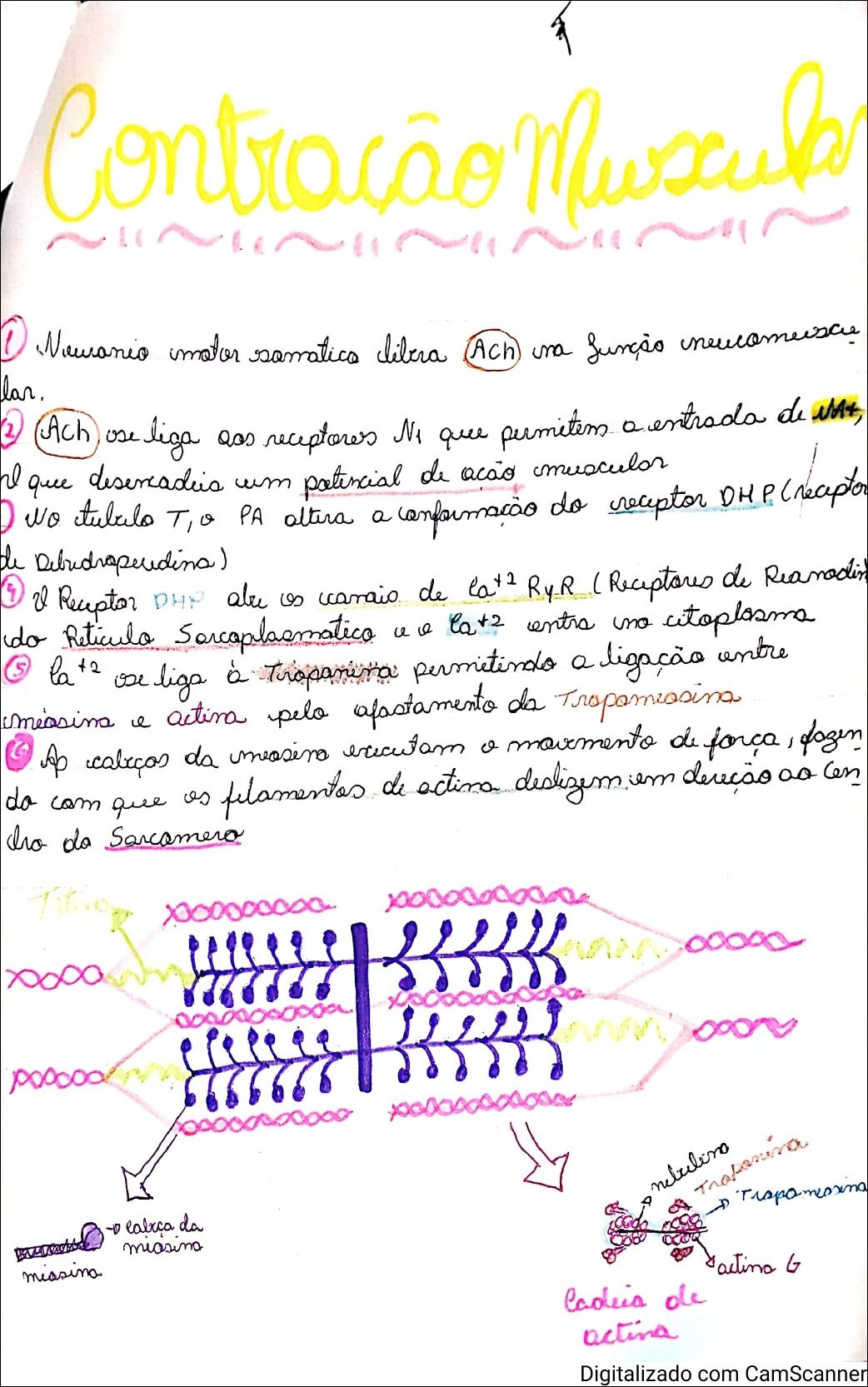 Mapa mental com Contração Muscular no centro, ramificando-se para Neuronio motor somatics libra e Ach na função newomura