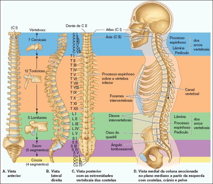 Coluna vertebral: Anatomia, vértebras, articulações
