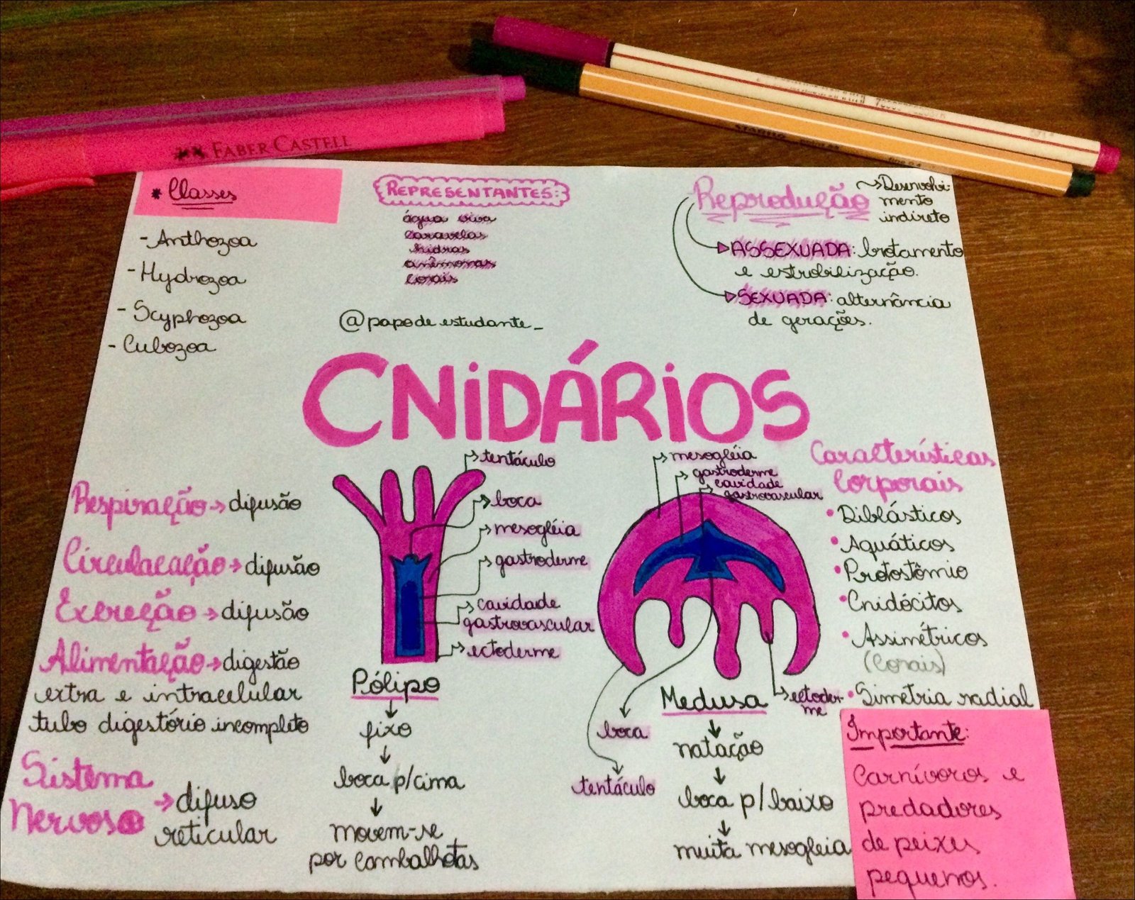 Cnidários e suas características