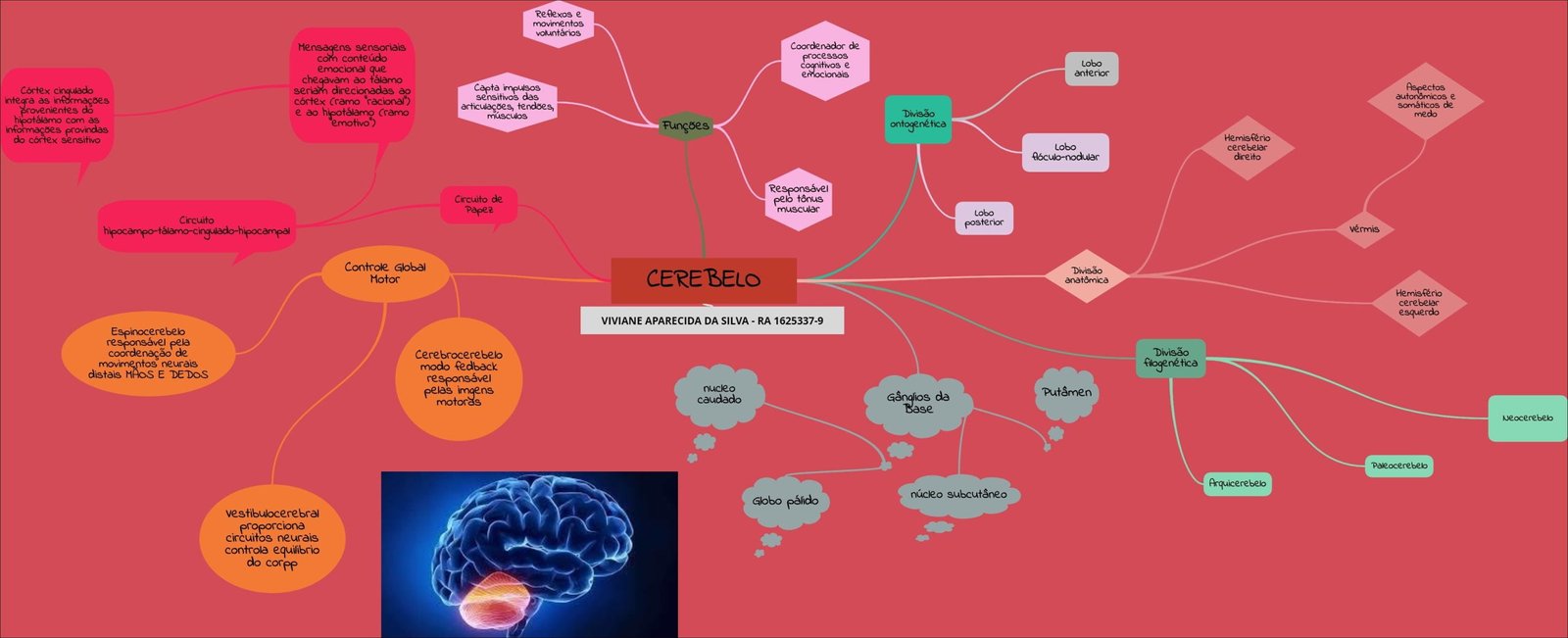 Anatomia e função do cerebelo