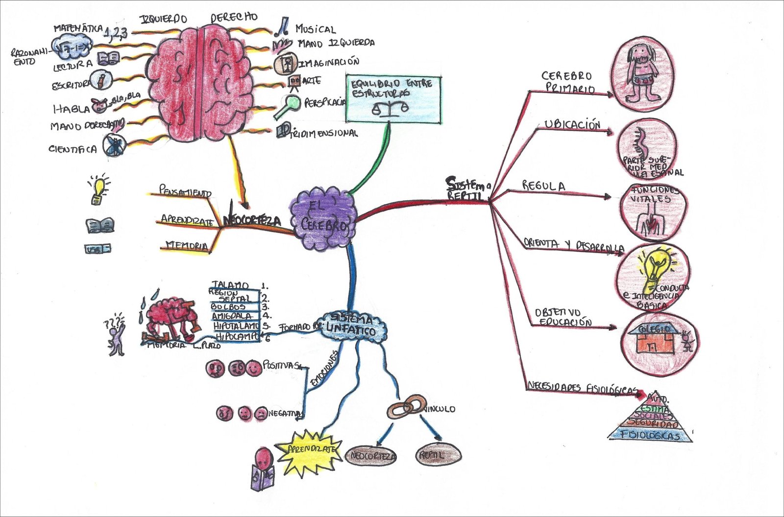 O mapa mental trata do cérebro e suas funções